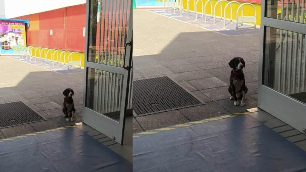 perrito abandonado