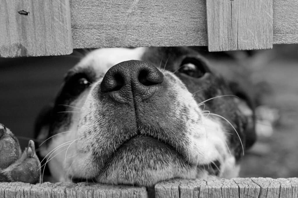 perros abandonados en Chile