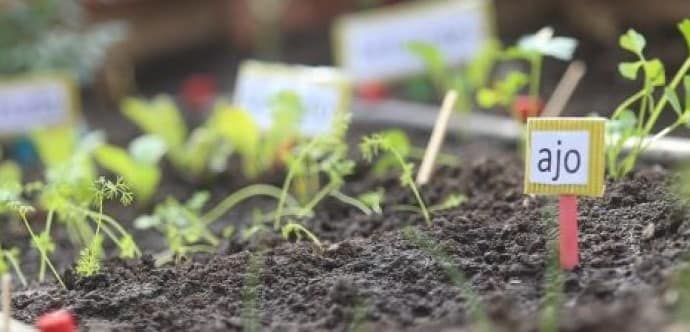 Sembrando Maipú: conoce proyecto que regala semillas y plantas a la comunidad