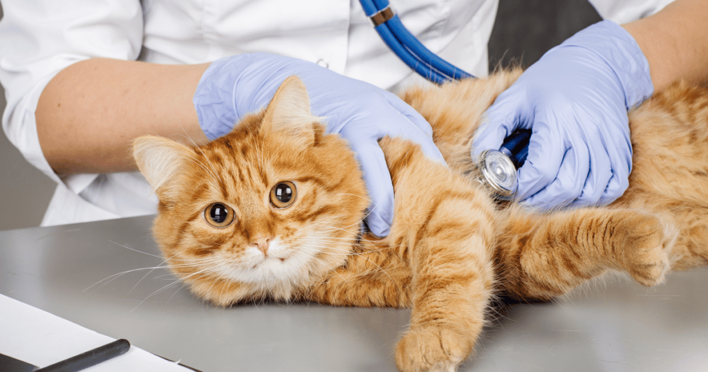 esterilización gatos