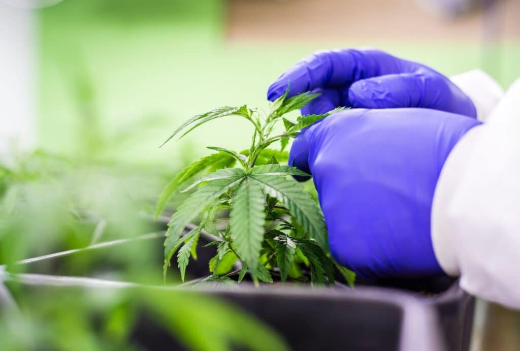 violencia narco marihuana maipu