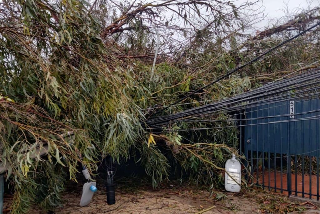 urgente caida arbol adulta mayor
