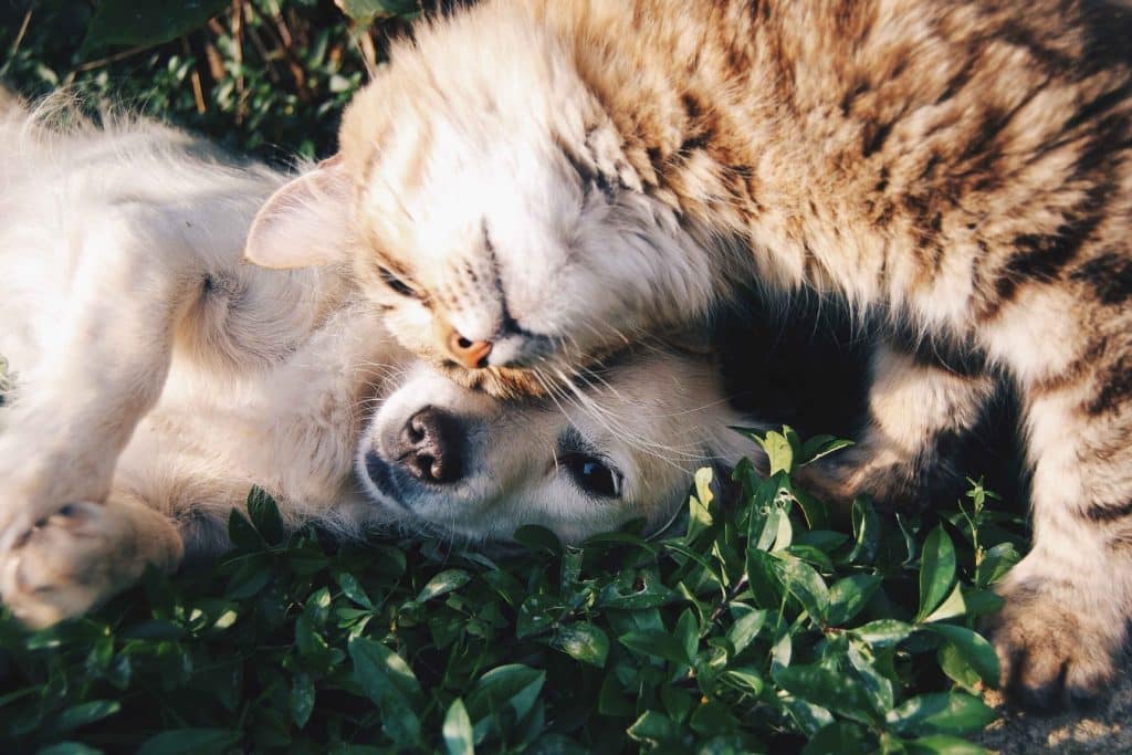 jornada de adopcion perros y gatos
