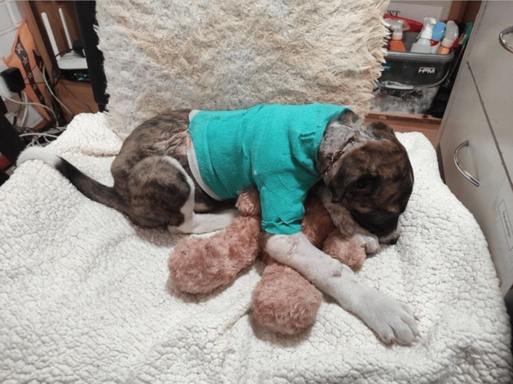 Cachorrito necesita ayuda