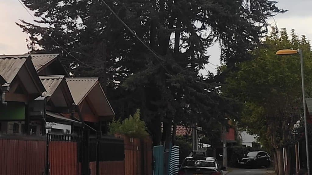 Pinos en Maipú