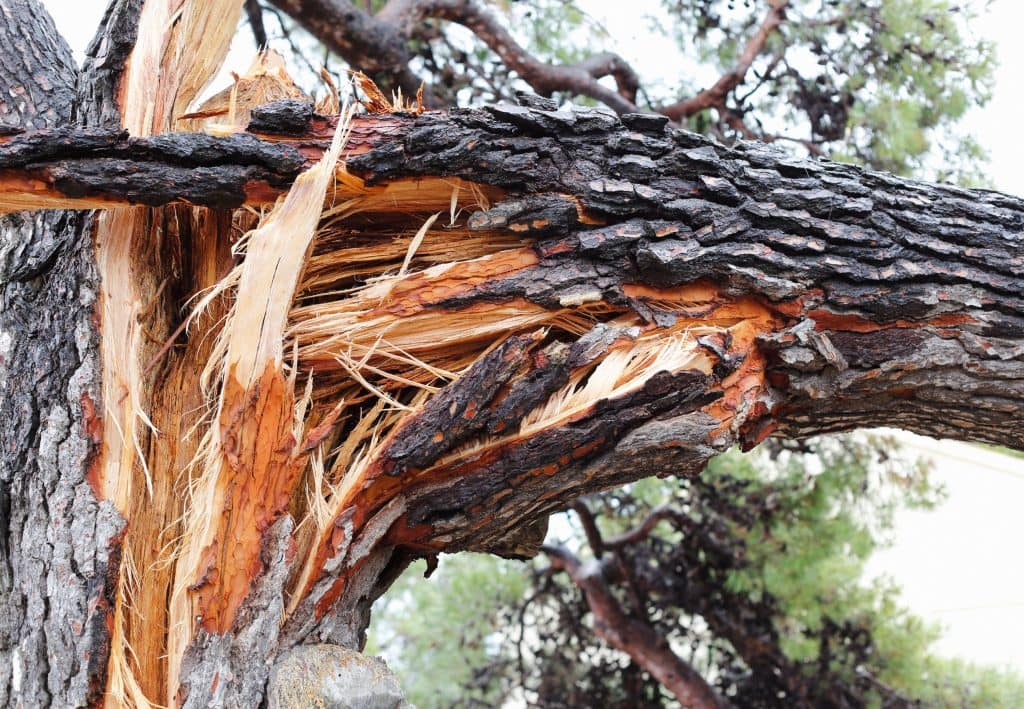 choque arbol caido maipu