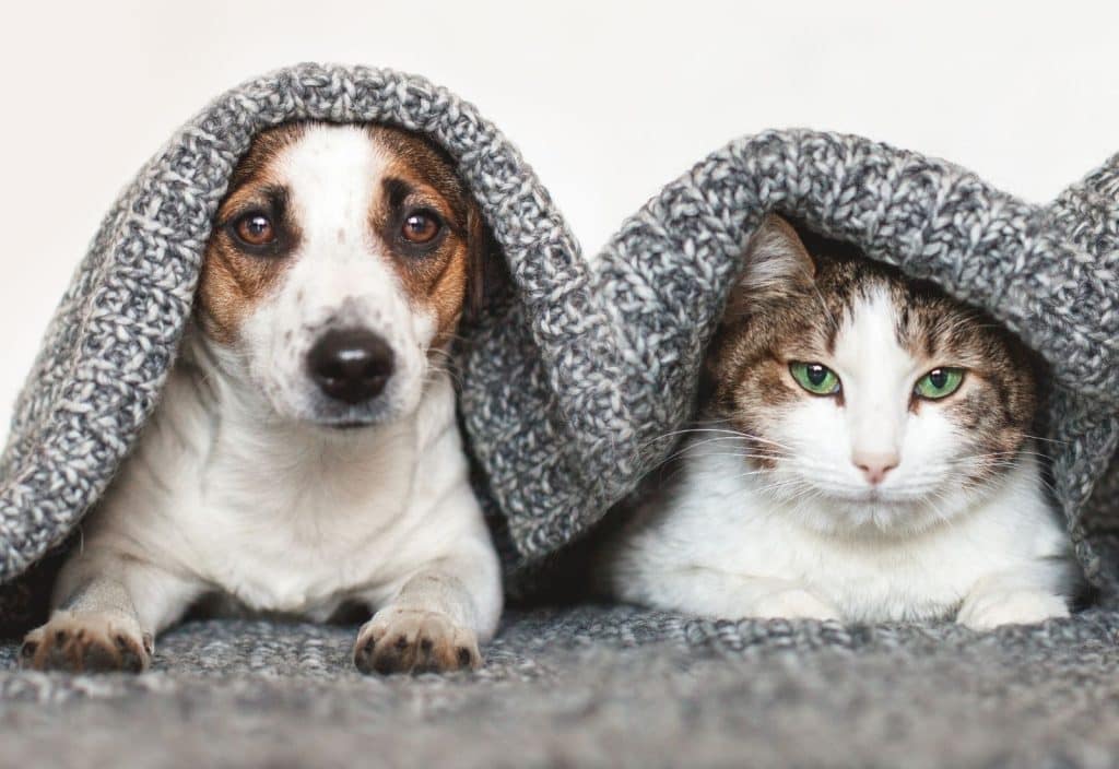 perros y gatos jornada de adopcion