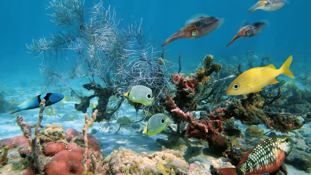 MMA y FAO lanzan guía para turismo sustentable en costas de Chile