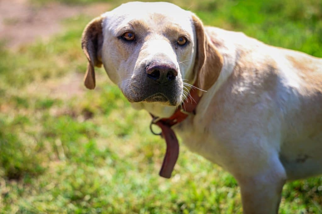 adopta un perros en Plaza de Maipú
