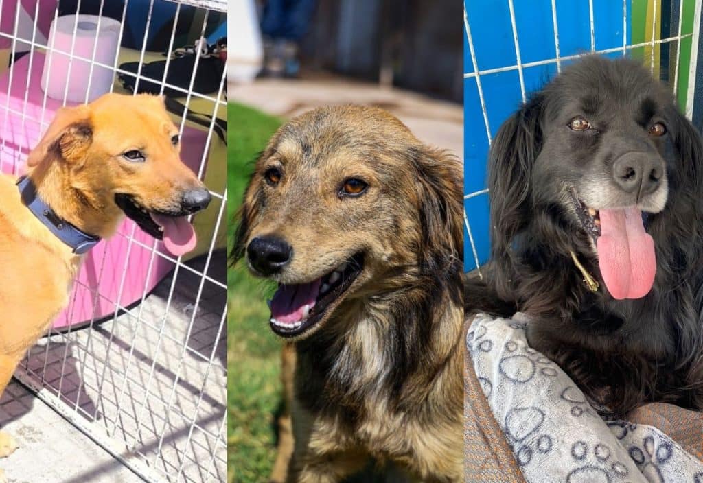 jornada de adopcion arauco maipu