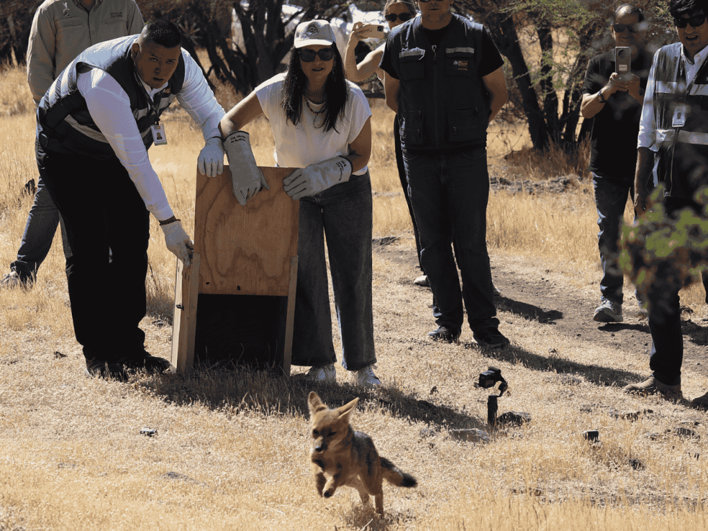 liberan a zorro culpeo rescatado en Maipú