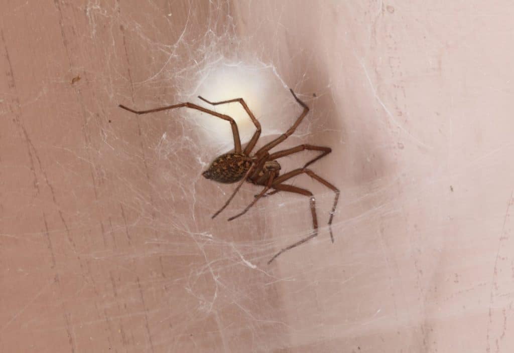 araña de rincon en chile