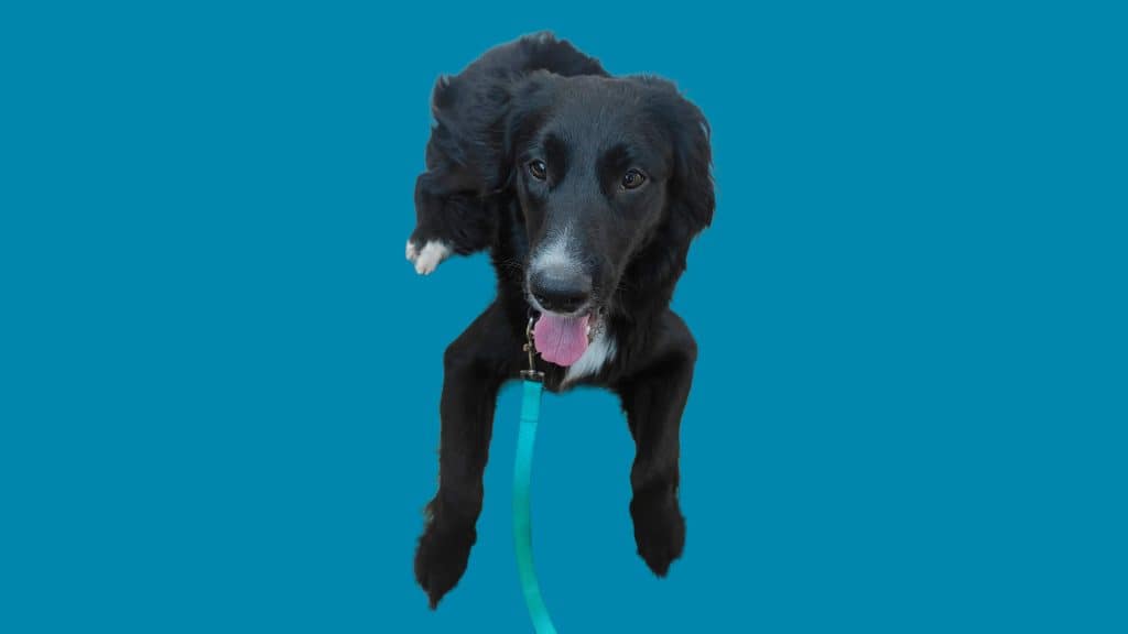 Abandono animal en Maipú: vecina rescata a perro y busca hogar con urgencia