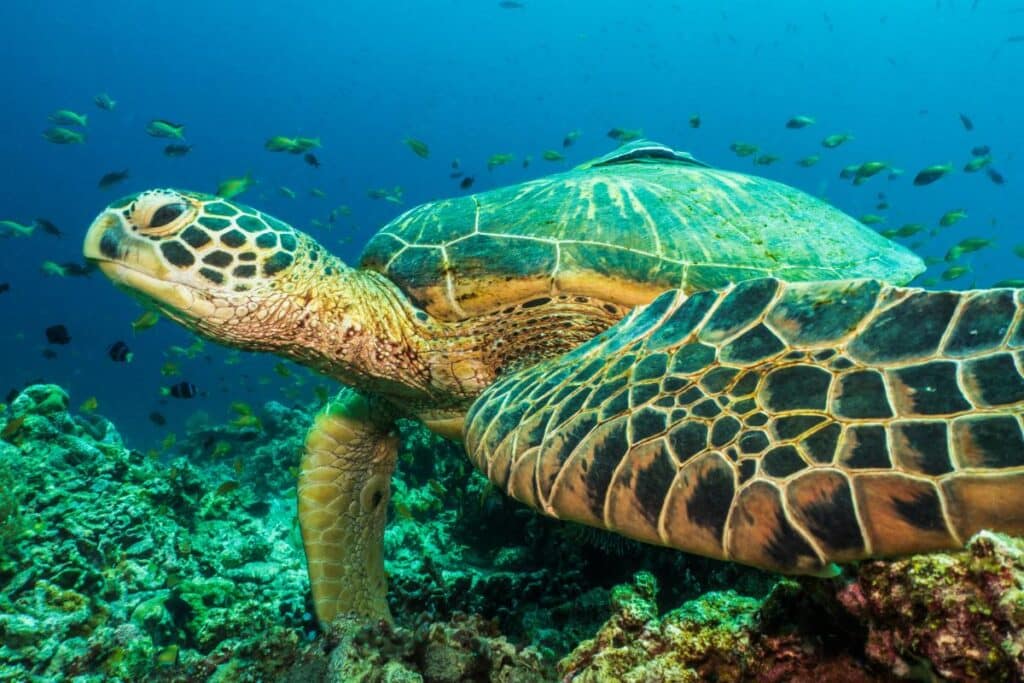 Tortugas marinas del Eoceno: hallazgo en Algarrobo llena un vacío de millones de años