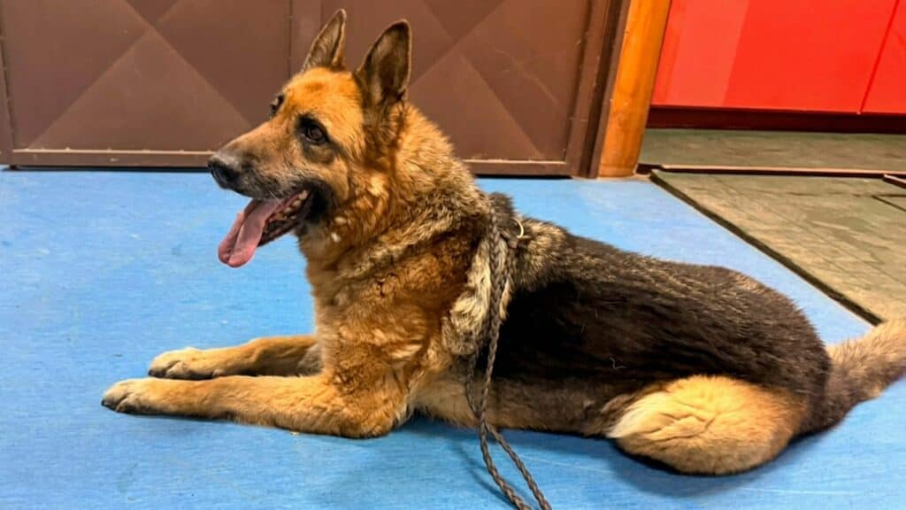 Carabineros detiene a mujer en Maipú por maltrato animal tras denuncia en redes sociales