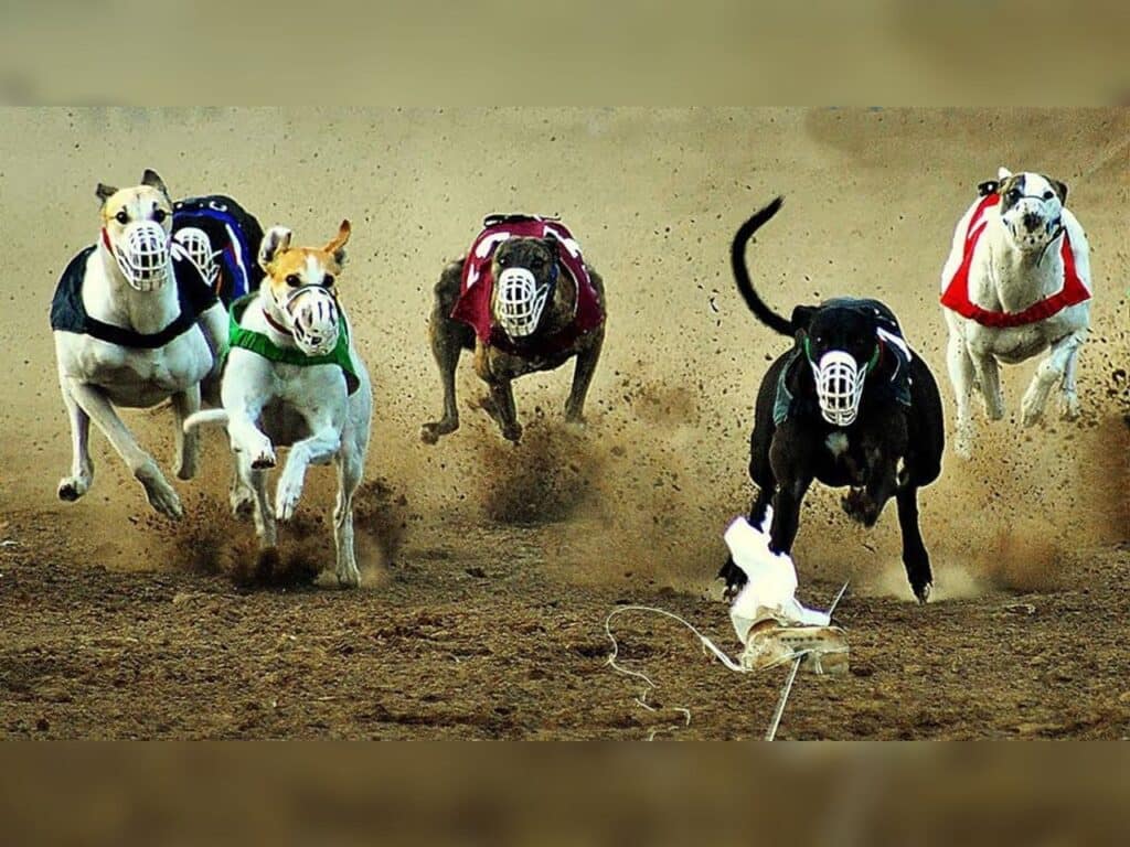 carreras de perros