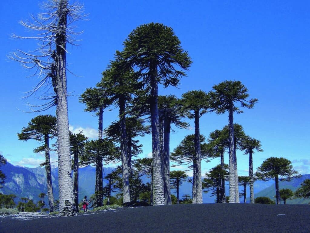 Araucaria