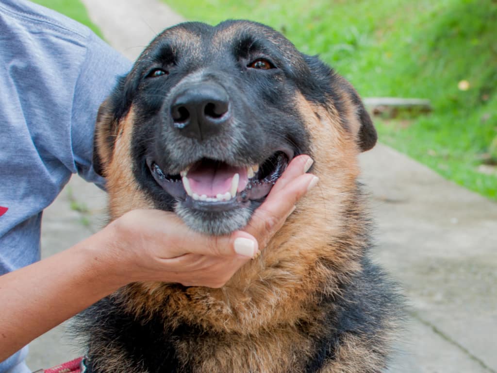 Adopción de perros