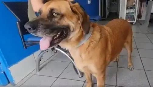 perro rescatado zoofilia