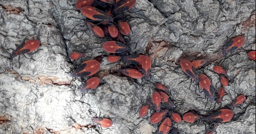 chinche de arce