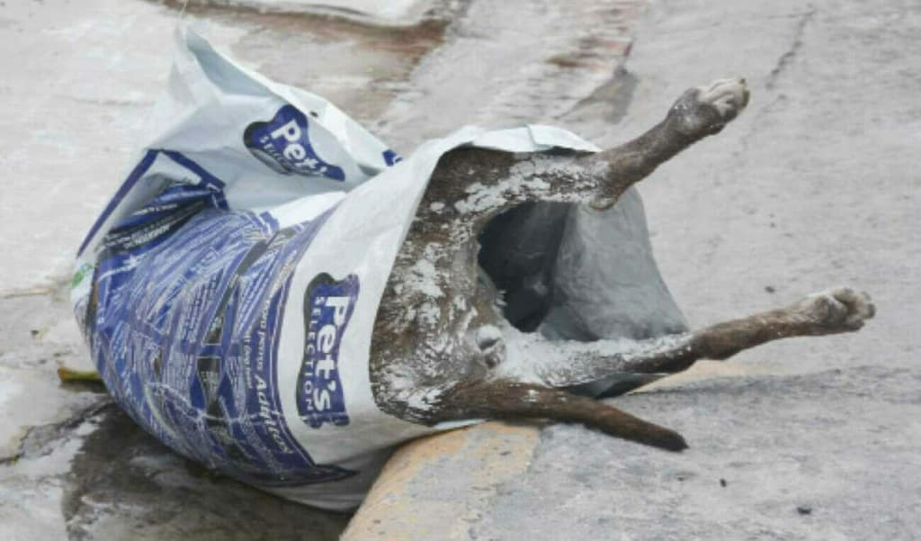 Cementerio Ilegal de Mascotas en Maipú
