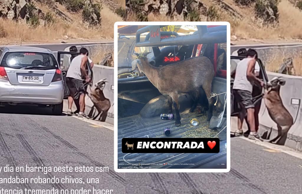 Chivo