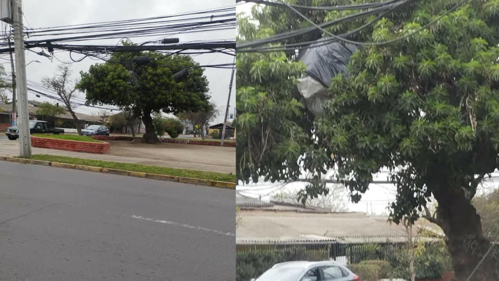 Denuncian que persona en situación calle construyó su «casa» arriba de un árbol en Maipú