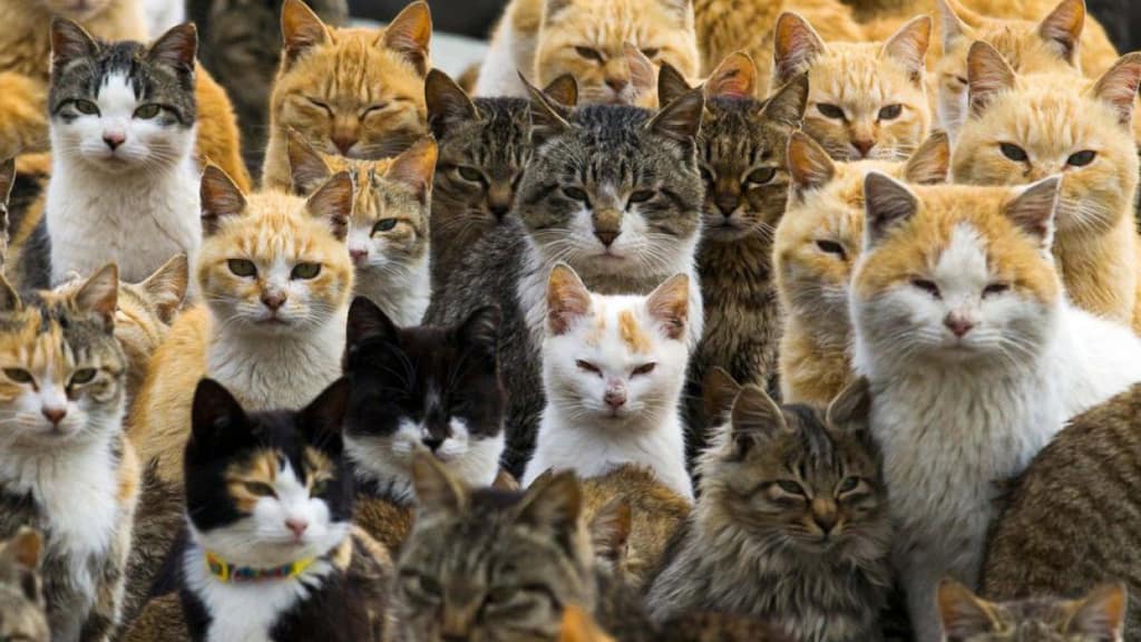 ExpoGatos Internacional se toma Maipú