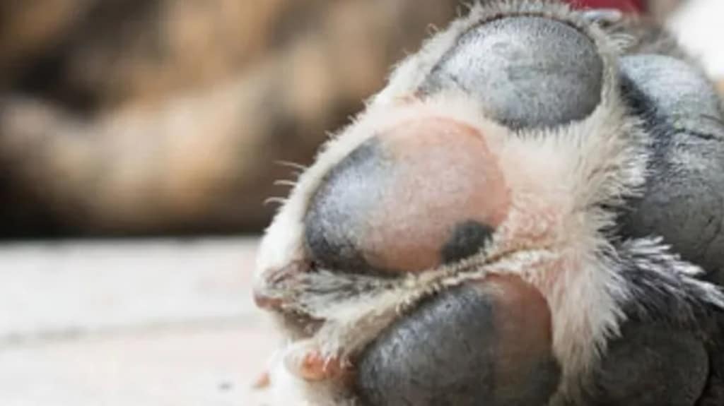 caso de zoofilia maipu