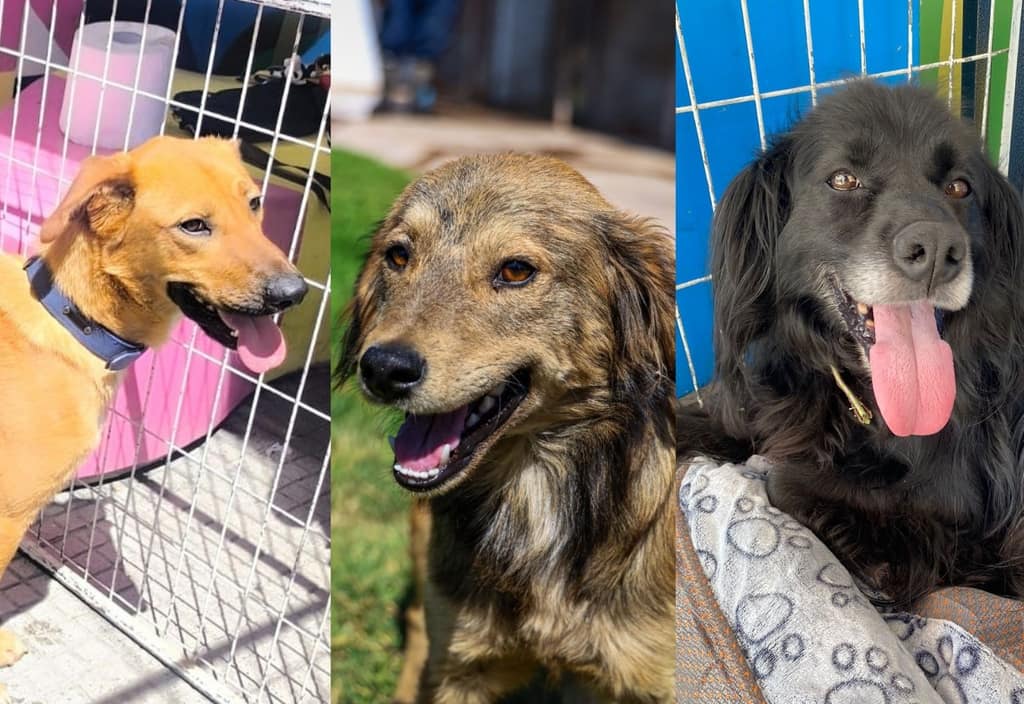 jornada de adopcion arauco maipu