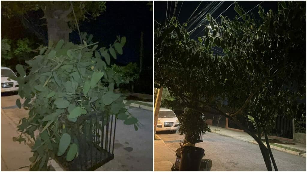 poda de árbol maipú