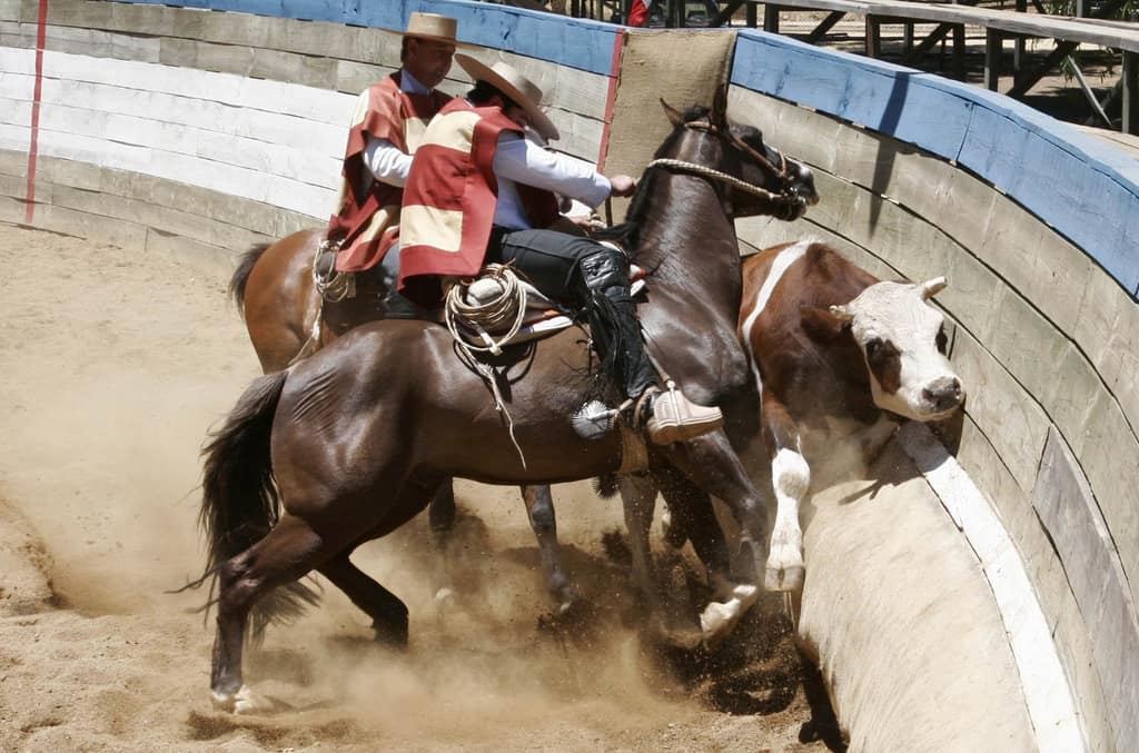 Rodeo: Juzgado de Garantía de Colina declara admisible querella por maltrato animal