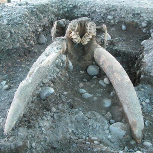 Mastodonte hallado en Aguas Andinas El Trebal el año 2011.