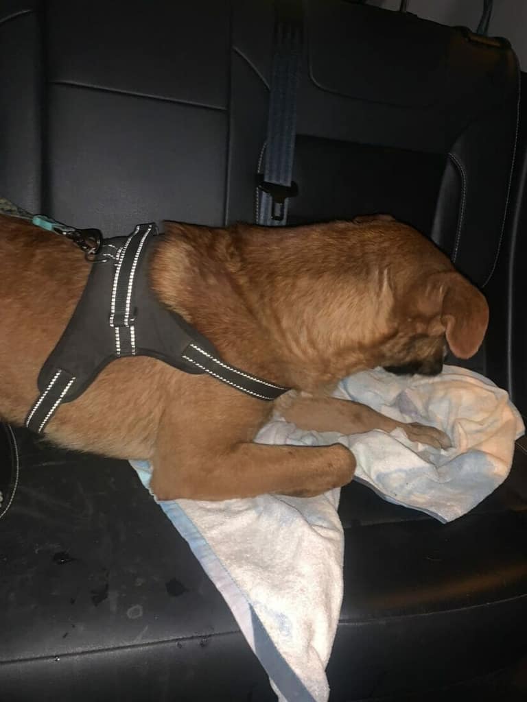 Perro rescatado de la calle.