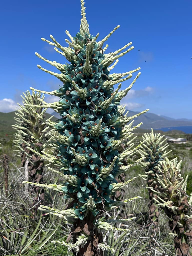 Denuncian corte y venta ilegal de chaguales en flor en plena Plaza de Maipú
