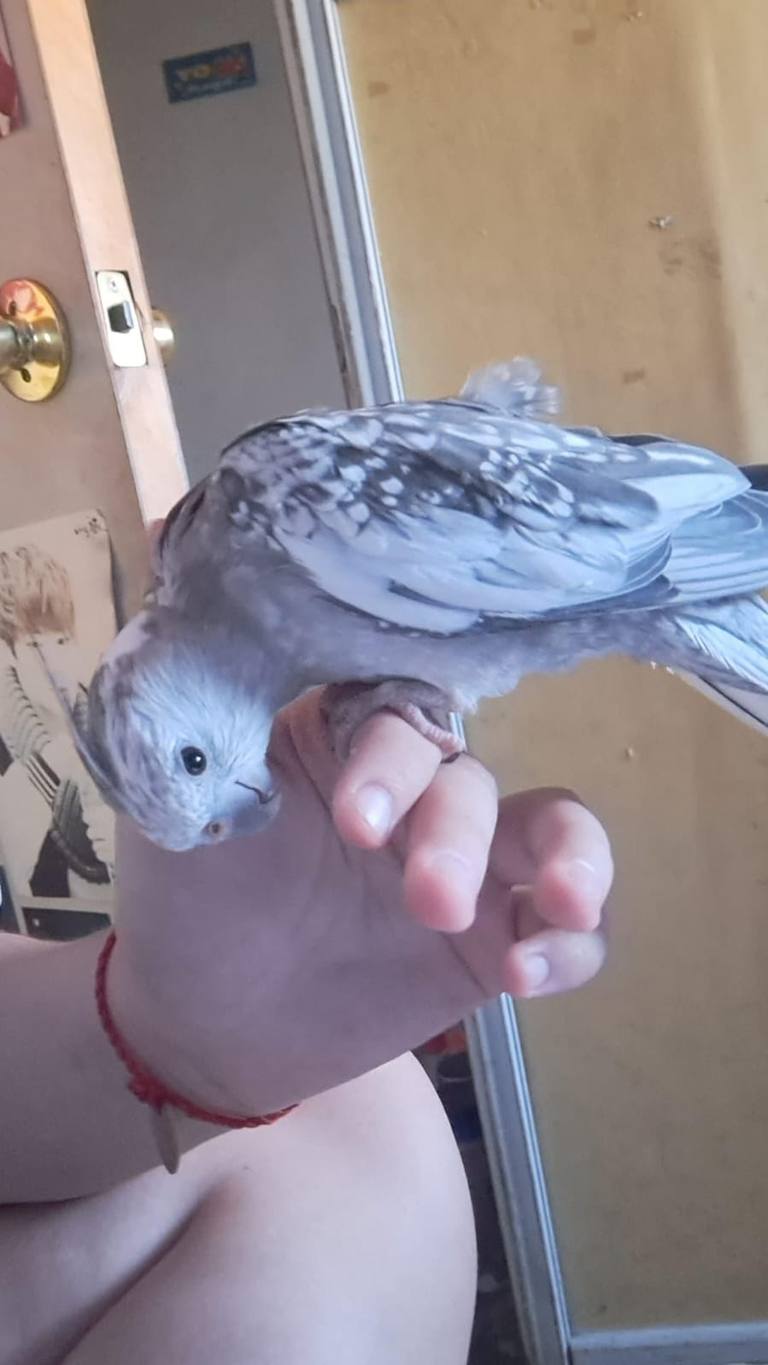 Cacatúa posando sobre mano humana.
