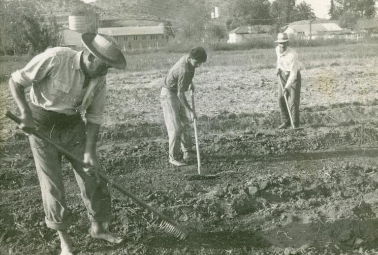 Trabajadores Estación Experimental Universidad de Chile Sector Rinconada - Escuela de Agronomía Universidad de Chile, 1950 | Fuente: Archivo Familia Ríos Becerra.