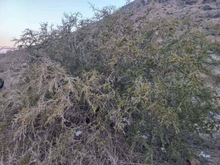 Las curiosas hojas del Guayacán.