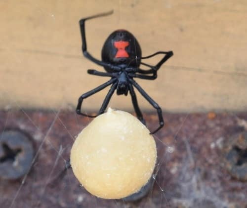 araña viuda negra