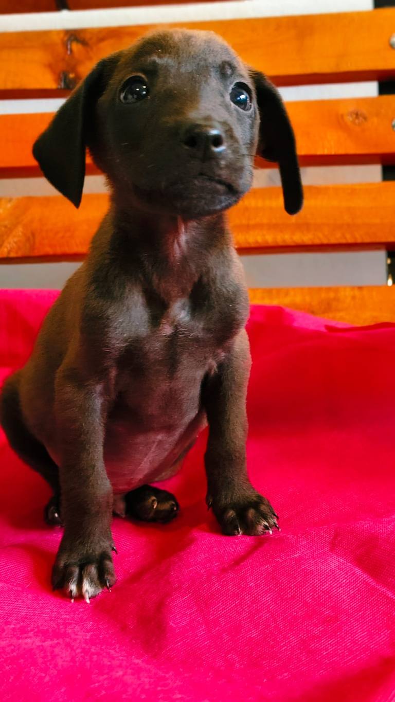 Jornada de adopción
