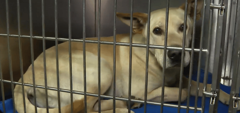 Mujer abandonó a su perro