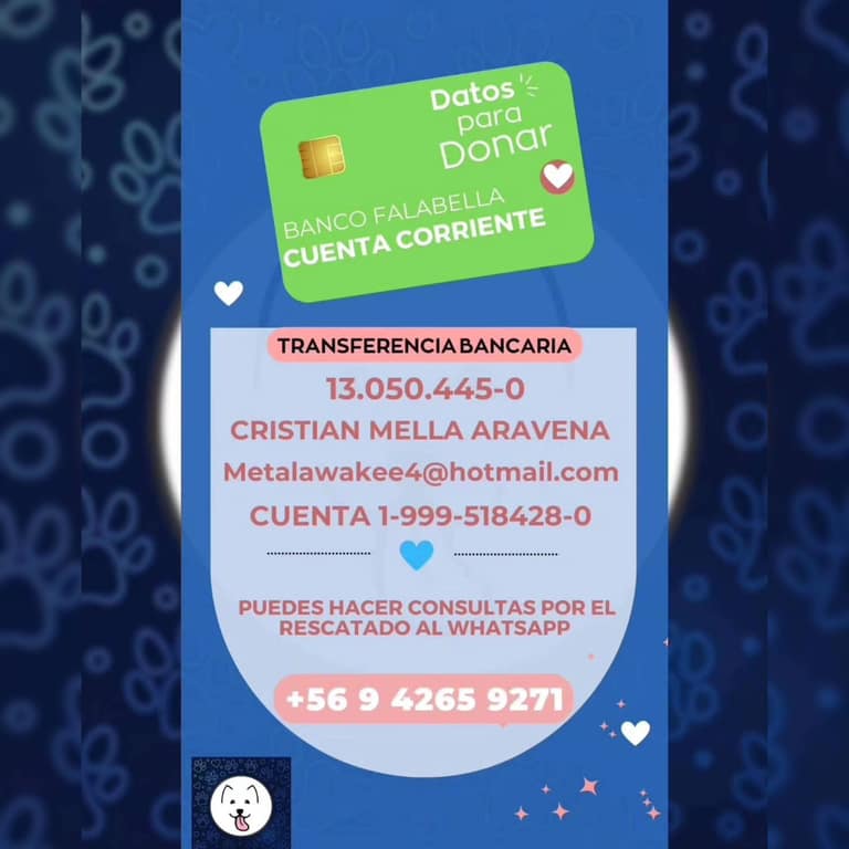 aportes perrito atropellado en maipu