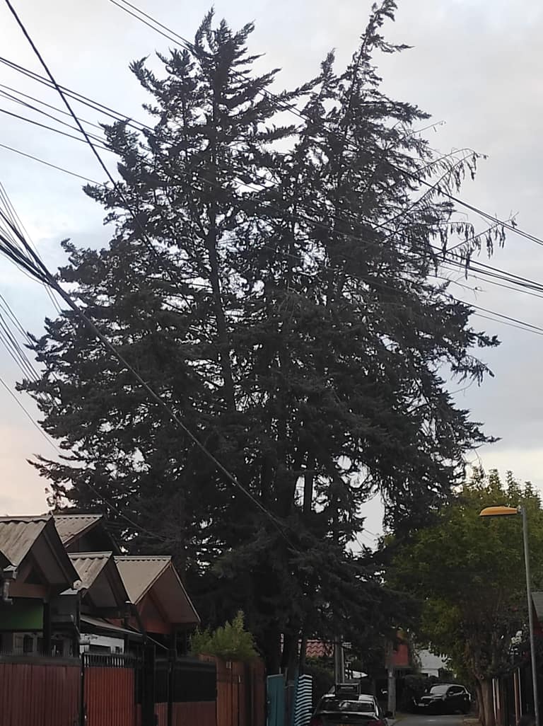 Pinos