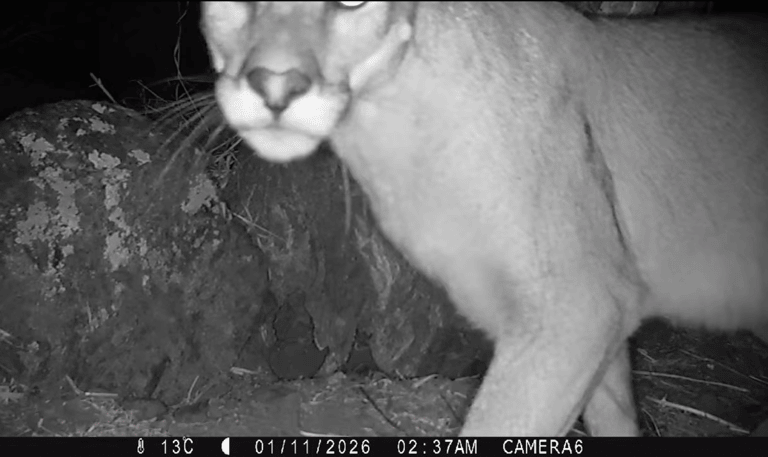 puma en quebrada de la plata