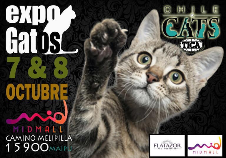 ExpoGatos Internacional se toma Maipú