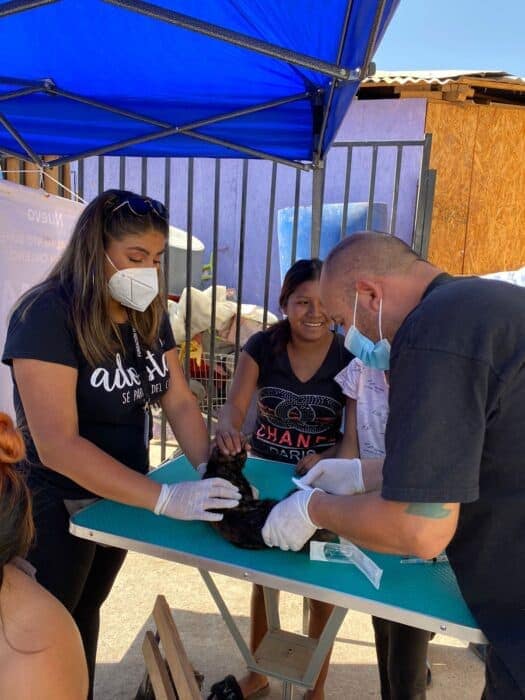 [FOTOS] Fundación animalista realizó operativo de bienestar animal en Maipú