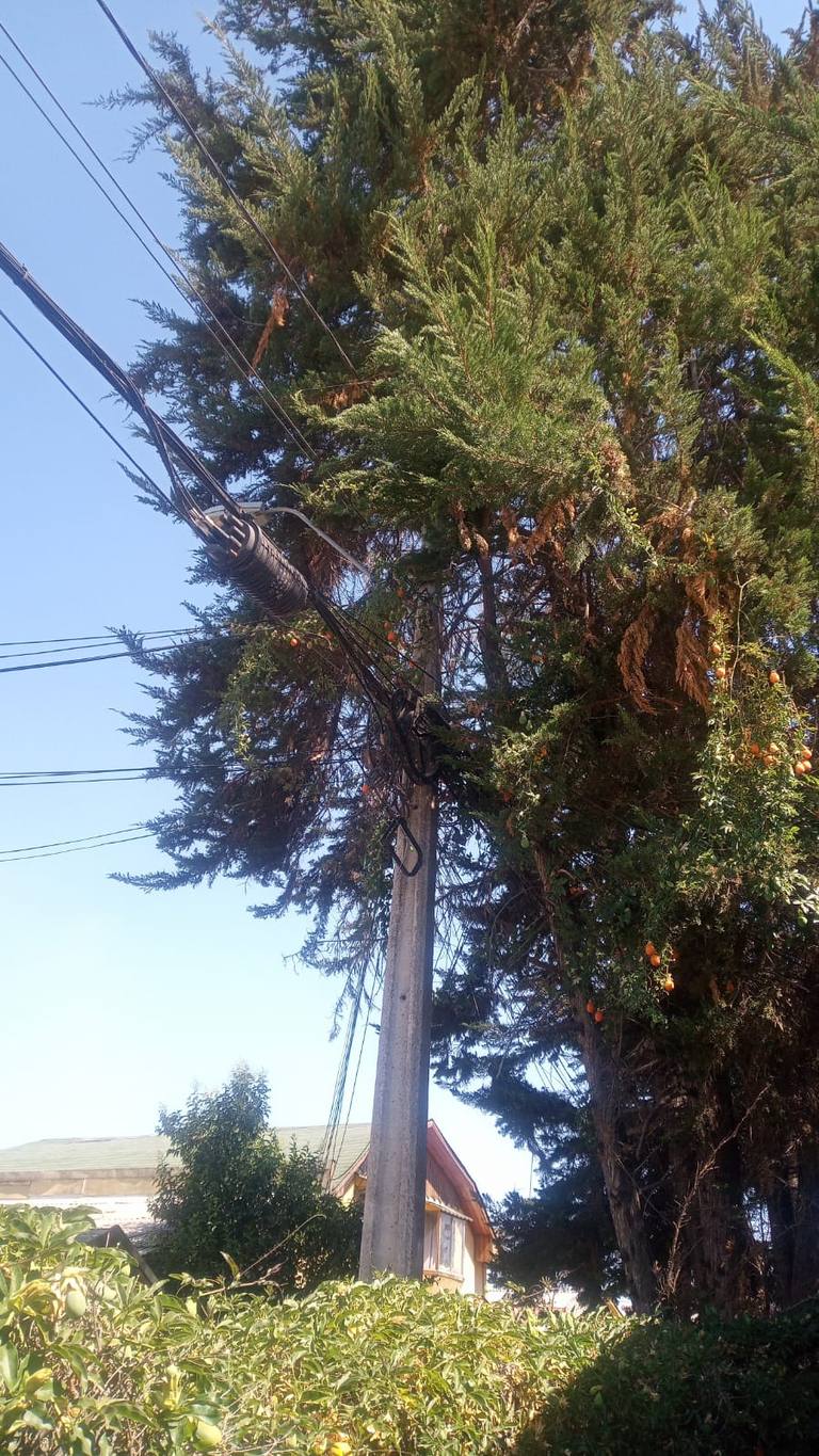 Pinos en Maipú