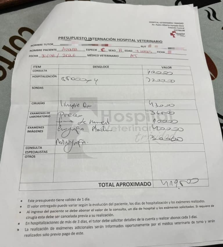 Brutal ataque a cachorra en Maipú moviliza a vecinos y abre campaña para salvarle la vida