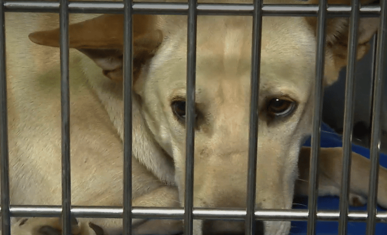 Mujer abandonó a su perro en veterinaria