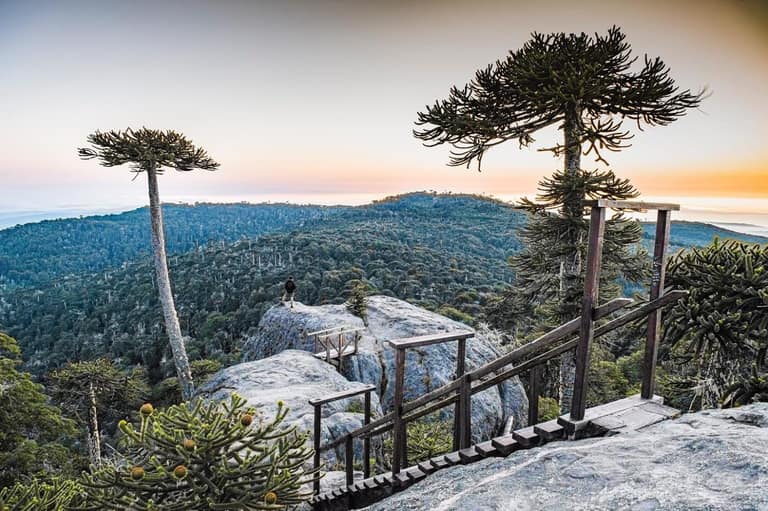 Bosques de araucaria en Chile enfrentan riesgo crítico: proyectan pérdida total de condiciones ambientales en Nahuelbuta hacia 2060